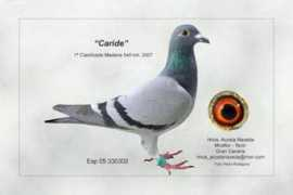 columbacanaria.com Caride