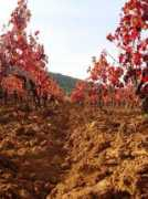 Carignan