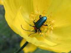 nature.zabspu.ru Carilia