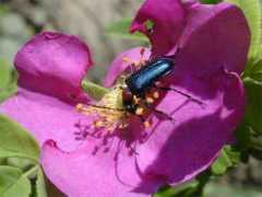 nature.zabspu.ru Carilia