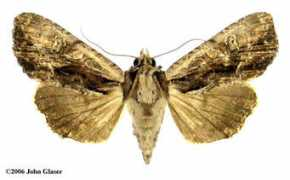 marylandmoths.com Cariosa