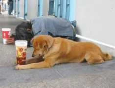 petsblog.it Carit