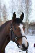 blogg.cillasunghast.se Caritza
