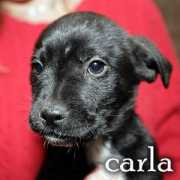 spbr.org Carlaf