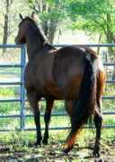 donegalranchquarterhorses.com Carlas