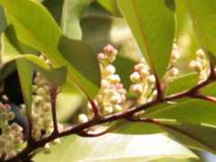 botanic.jp Carlau