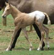 atigradoacres.com Carlett