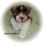 toyschnauzer.com Carleys