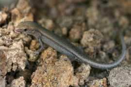 wildherps.com Carlia