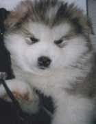 windchaserkennels.com Carliana