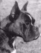 boxerclub.it Carloh