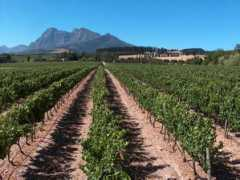 wineanorak.com Carlou