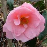 rhododendrons.com Carlyon