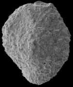 foraminifera.eu Carmann