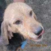 Carmelino