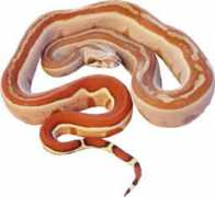 basicallyboas.com Carmels