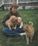 goldendoodledogs.com Carmeron