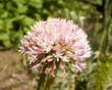 shieldsgardens.com Carmeron