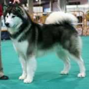 alaskanmalamutes.es Carmocan