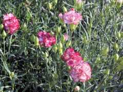 botanic.jp Carnat