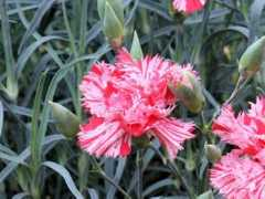botanic.jp Carnat