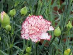 botanic.jp Carnat