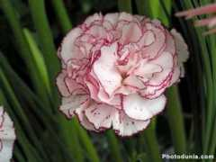 photodunia.com Carnation