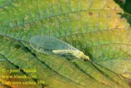 hlasek.com Carnea
