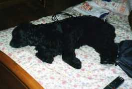 vivapets.com Carneirinho