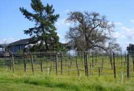 calwineries.com Carneros