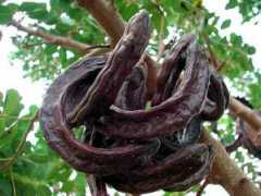 Carob