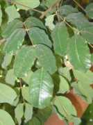 Carobe