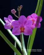orchids.legolas.org Carolaine