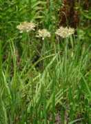 alabamaplants.com Caroliana