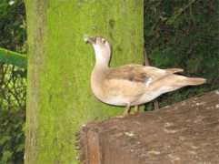 canards-ducks.com Carolins
