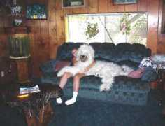 minidonkeys.com Carollynn