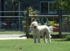 minidonkeys.com Carollynn