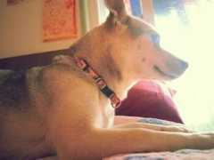 animalrescuekorea.org Carool