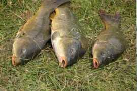 bacqueville.net Carpiste