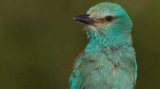 Carraco