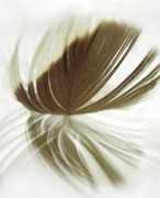 naodiscuto.com Carriconde