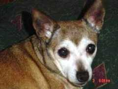 puppymillrescue.org Carriet