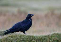 birding.in Carrion