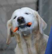Carrott