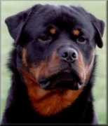 rottweilersdirect.co.uk Carsal