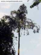 rarepalmseeds.com Carsol
