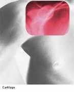 imperial.ac.uk Cartilage