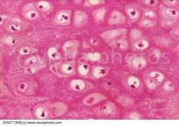 visualphotos.com Cartilage