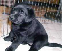 beachbrooklabradors.com Carynne
