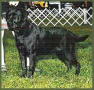 beachbrooklabradors.com Carynne